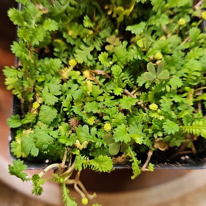 Photo of the plant species Brass Buttons by @EarlyRedribbons named Tiny Tim Fairy Fern on Greg, the plant care app