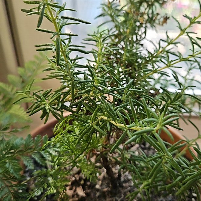 Photo of the plant species Rosemary by @EarlyRedribbons named Mary on Greg, the plant care app