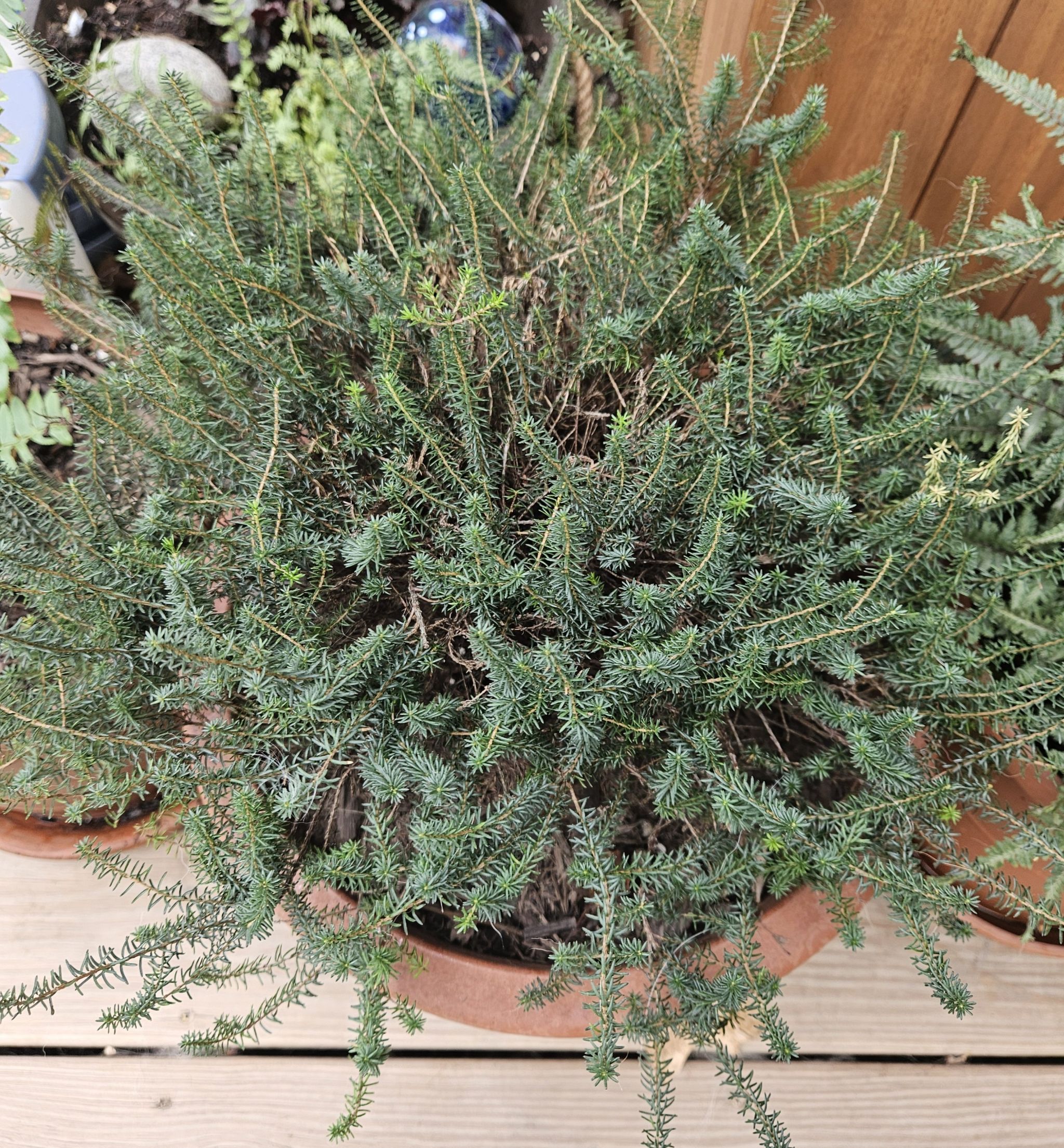 Photo of the plant species Kramer's Red Heath by @EarlyRedribbons named Kramer's Rote Winter Heath on Greg, the plant care app