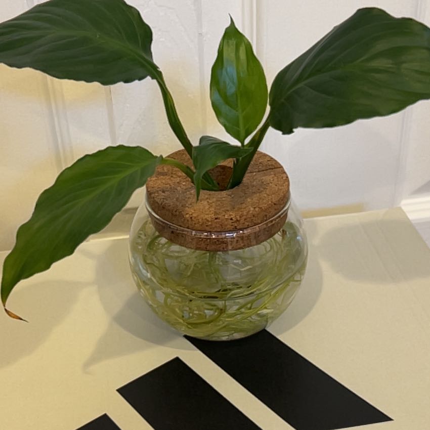 Photo of the plant species Hydroponic by @SavvySedge8 named Delilah on Greg, the plant care app