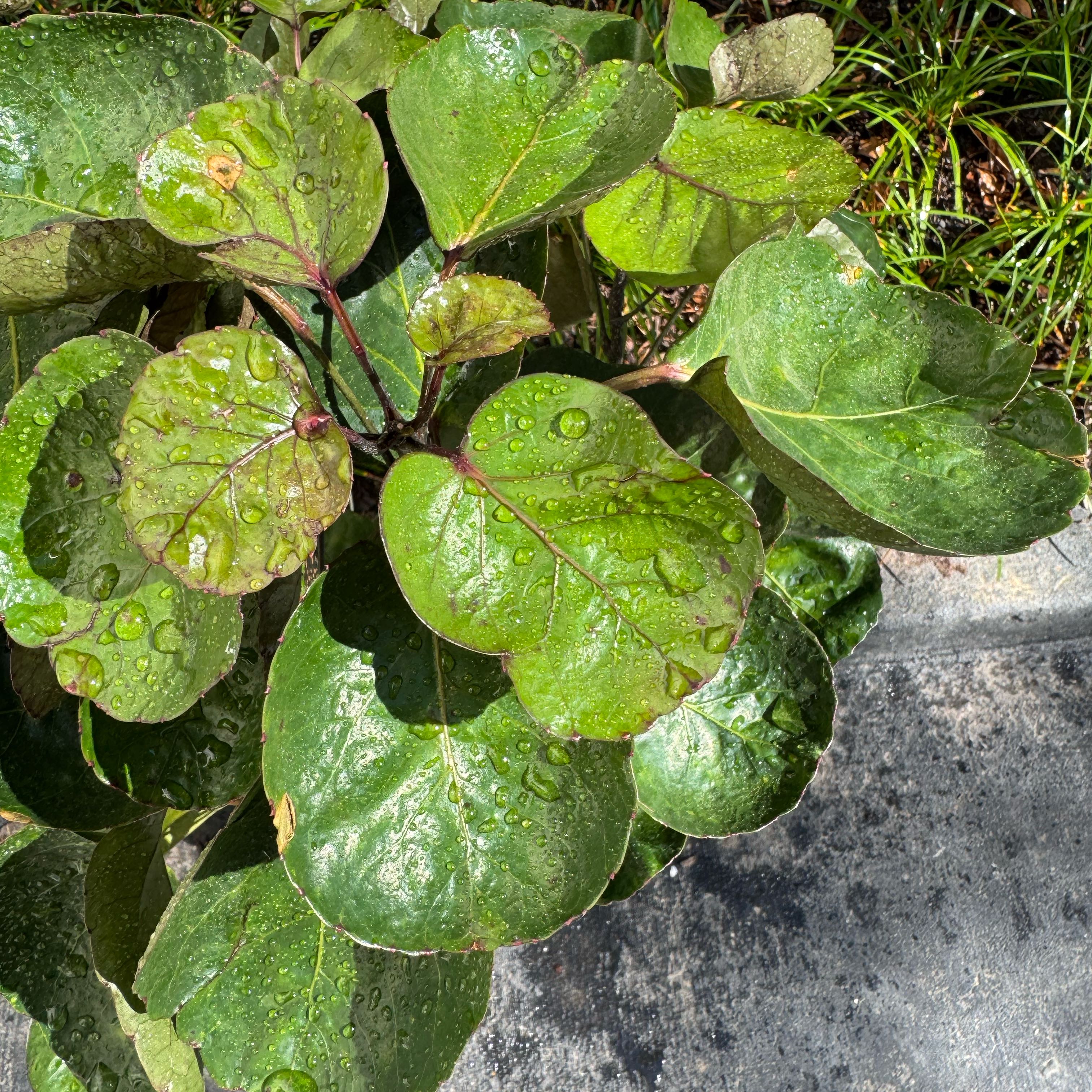 Photo of the plant species Shield Aralia by @TastyGingerpine named Planty on Greg, the plant care app