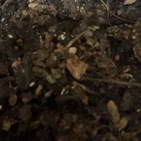 Photo of the plant species Sand Pygmyweed by @SweetFieldpansy named Sage on Greg, the plant care app