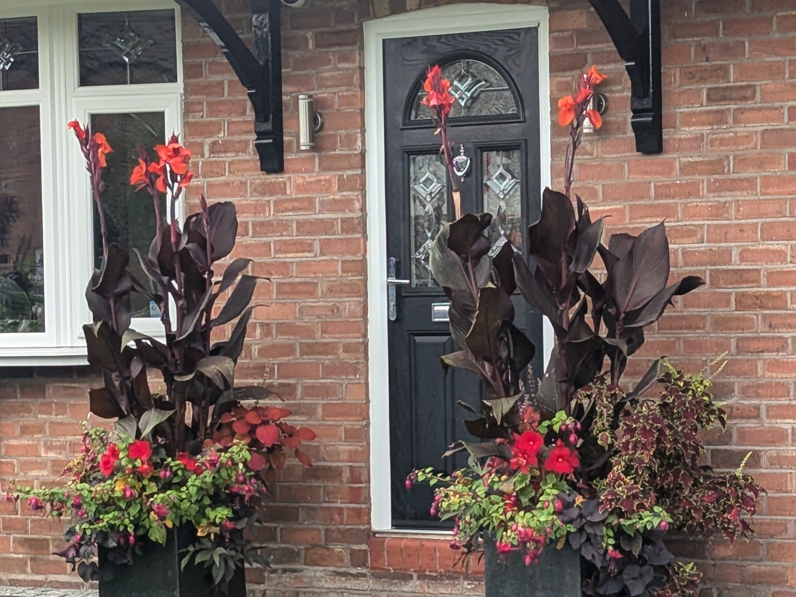 Photo of the plant species Canna 'Tropicana' by @CoolSeawormwood named Nemo on Greg, the plant care app