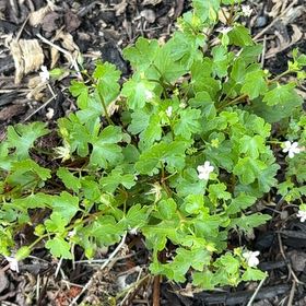 Photo of the plant species Shining Geranium by @IdealAgboy96 named Harmony on Greg, the plant care app