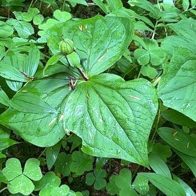 Photo of the plant species Pacific Trillium by @IdealAgboy96 named Bruce Lee on Greg, the plant care app