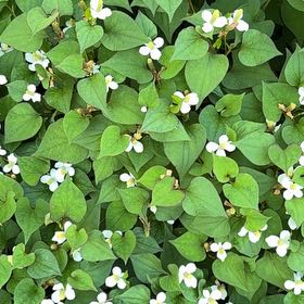 Photo of the plant species Heart Leaf by @IdealAgboy96 named Duke on Greg, the plant care app