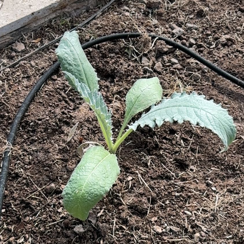 Photo of the plant species Globe Artichoke by @ResilientMizuna named Xena on Greg, the plant care app