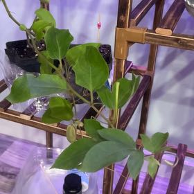 Photo of the plant species Lady Margaret Passion Flower by @MasterAloeyucca named Morgan Treeman on Greg, the plant care app