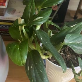 Photo of the plant species Monstera by @DoyenneBucaneve named Meg on Greg, the plant care app