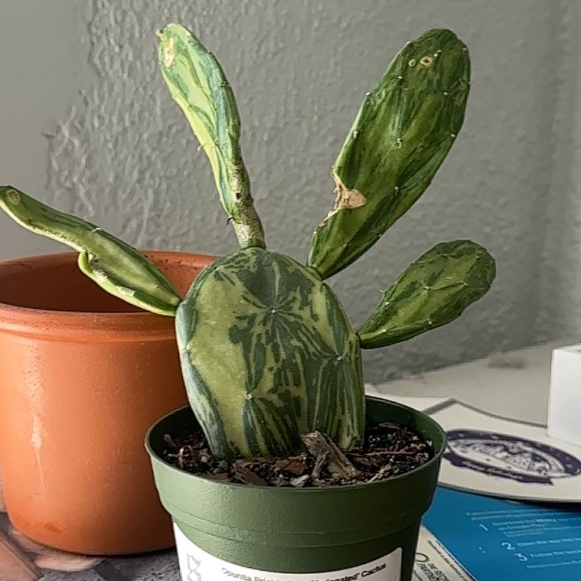 Photo of the plant species Marbled Maverick Cactus by @DoyenneBucaneve named Earthie on Greg, the plant care app