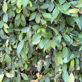 Photo of the plant species Brush Cherry by @HardyBilberry named Curie on Greg, the plant care app
