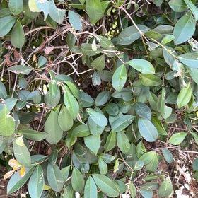 Photo of the plant species Strawberry Guava by @HardyBilberry named Mando on Greg, the plant care app