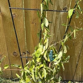 Photo of the plant species Fortune's Spindle by @FabOrchidpurple named Tree Diddy on Greg, the plant care app