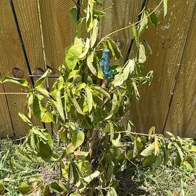 Photo of the plant species Cestrum Nocturnum by @FabOrchidpurple named Clooney on Greg, the plant care app