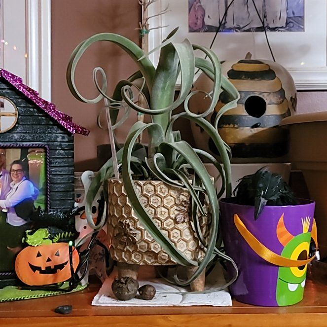 Photo of the plant species Curly Slim Air Plant by @SteadyAirpotato named Labron on Greg, the plant care app