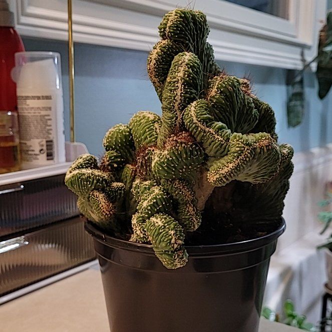 Photo of the plant species Cereus peruvianus f. monstrose by @SteadyAirpotato named Harper on Greg, the plant care app