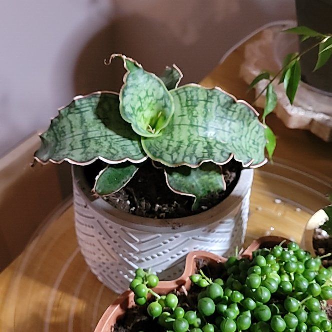 Photo of the plant species Sansevieria Kirkii Coppertone by @SteadyAirpotato named Bigleef Smalls on Greg, the plant care app