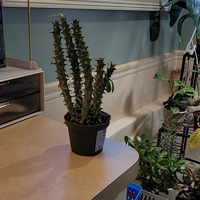 Photo of the plant species Sausage Spurge by @SteadyAirpotato named Coco on Greg, the plant care app