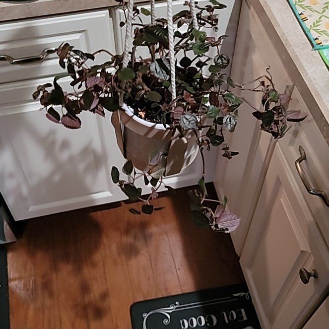 Photo of the plant species Chocolate Pilea by @SteadyAirpotato named Homer on Greg, the plant care app