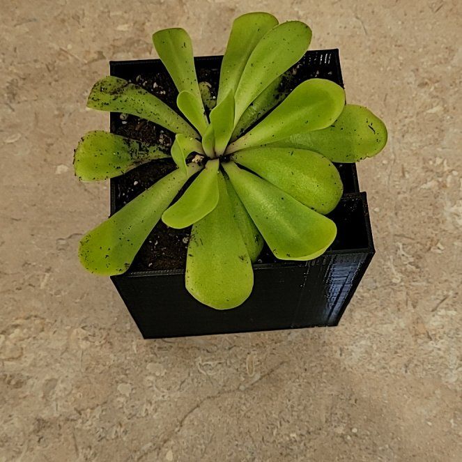 Photo of the plant species Tina Butterwort by @SteadyAirpotato named Robert Plant on Greg, the plant care app