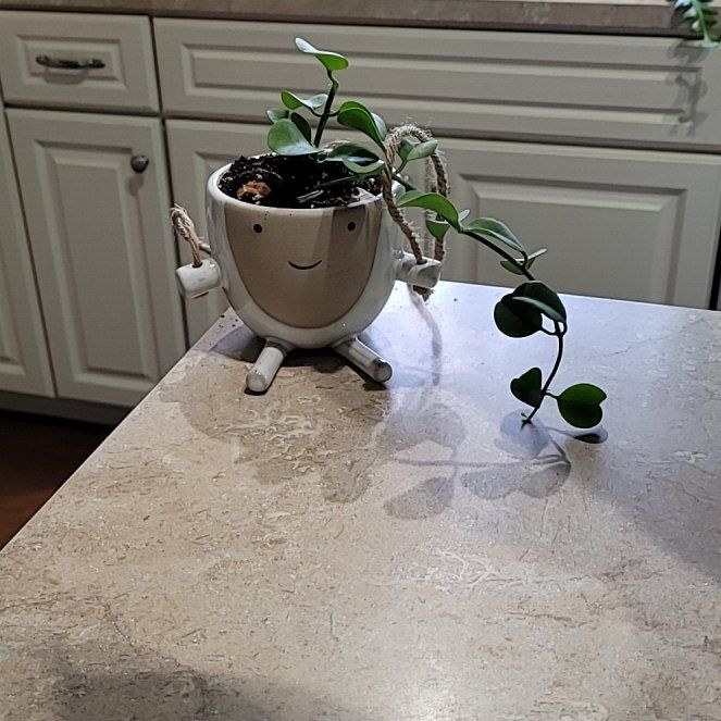Photo of the plant species Geri dischidia by @SteadyAirpotato named Osmo on Greg, the plant care app
