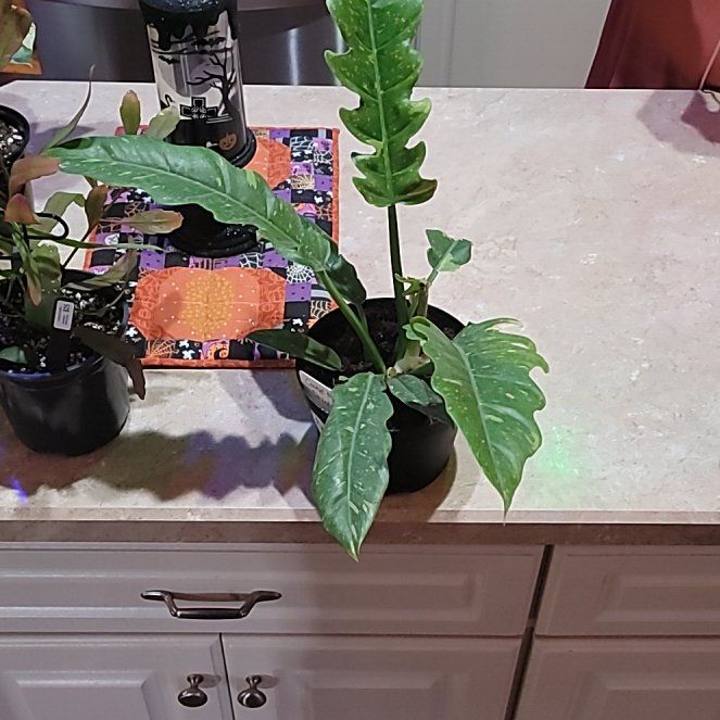 Photo of the plant species Carmel Marble Philodendron by @SteadyAirpotato named Lola on Greg, the plant care app