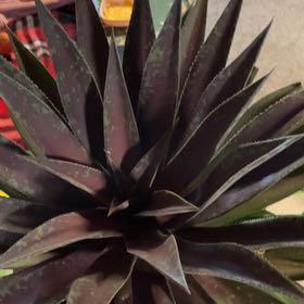 Photo of the plant species Mangave 'Mission to Mars' by @MightyBasil55 named Kobe on Greg, the plant care app