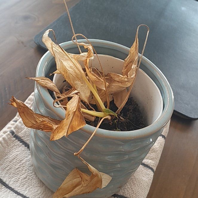 Photo of the plant species Job's Tears by @ManlyWaiuatua named Bruce Lee on Greg, the plant care app