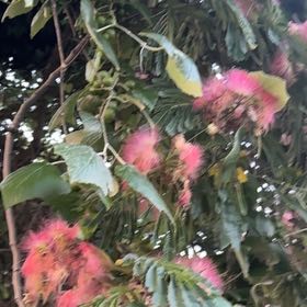 Photo of the plant species Lipsticktree by @FreePomelo named da Vinci on Greg, the plant care app