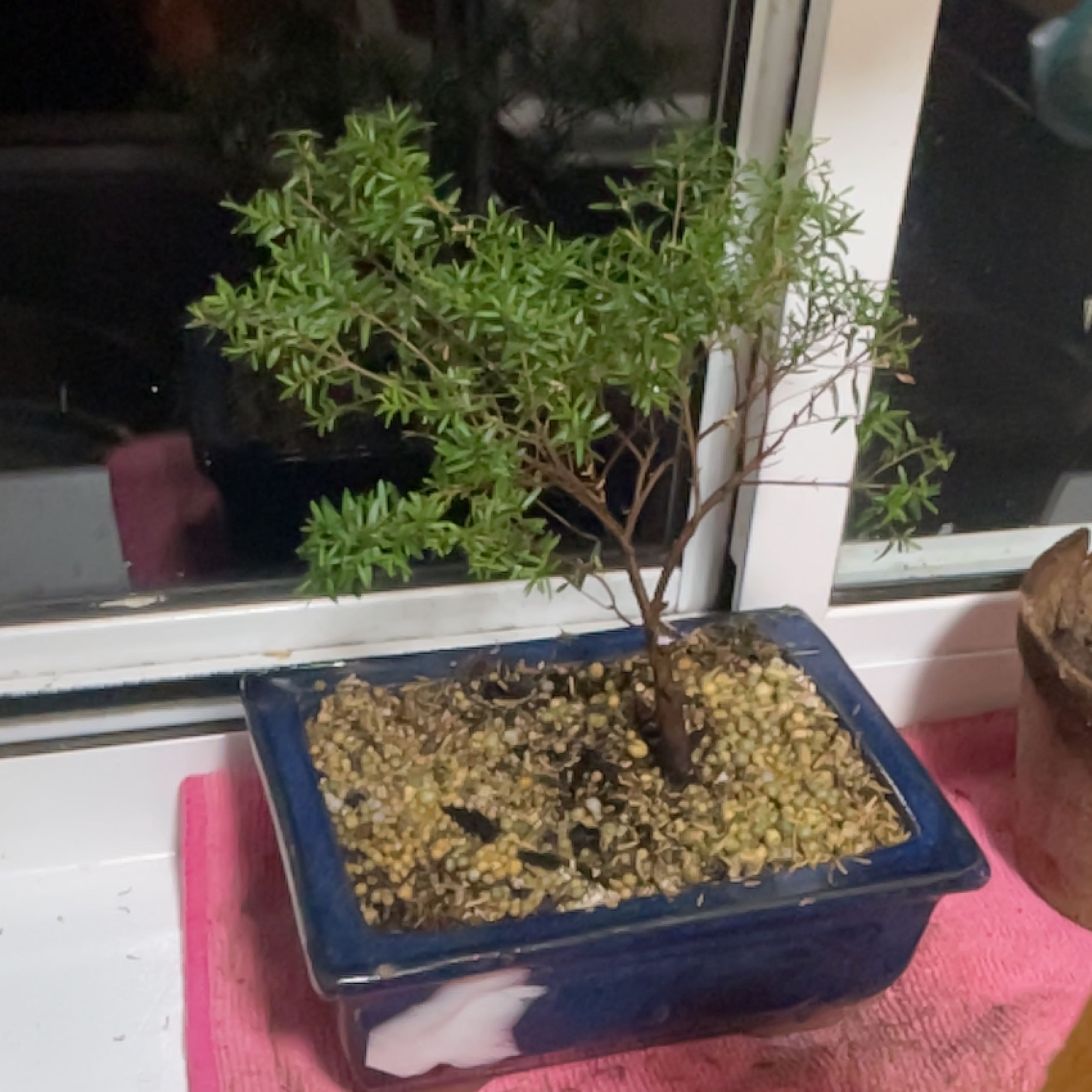 Photo of the plant species Dwarf Baeckea by @YeahLenophyllum named Captain Plant-it on Greg, the plant care app