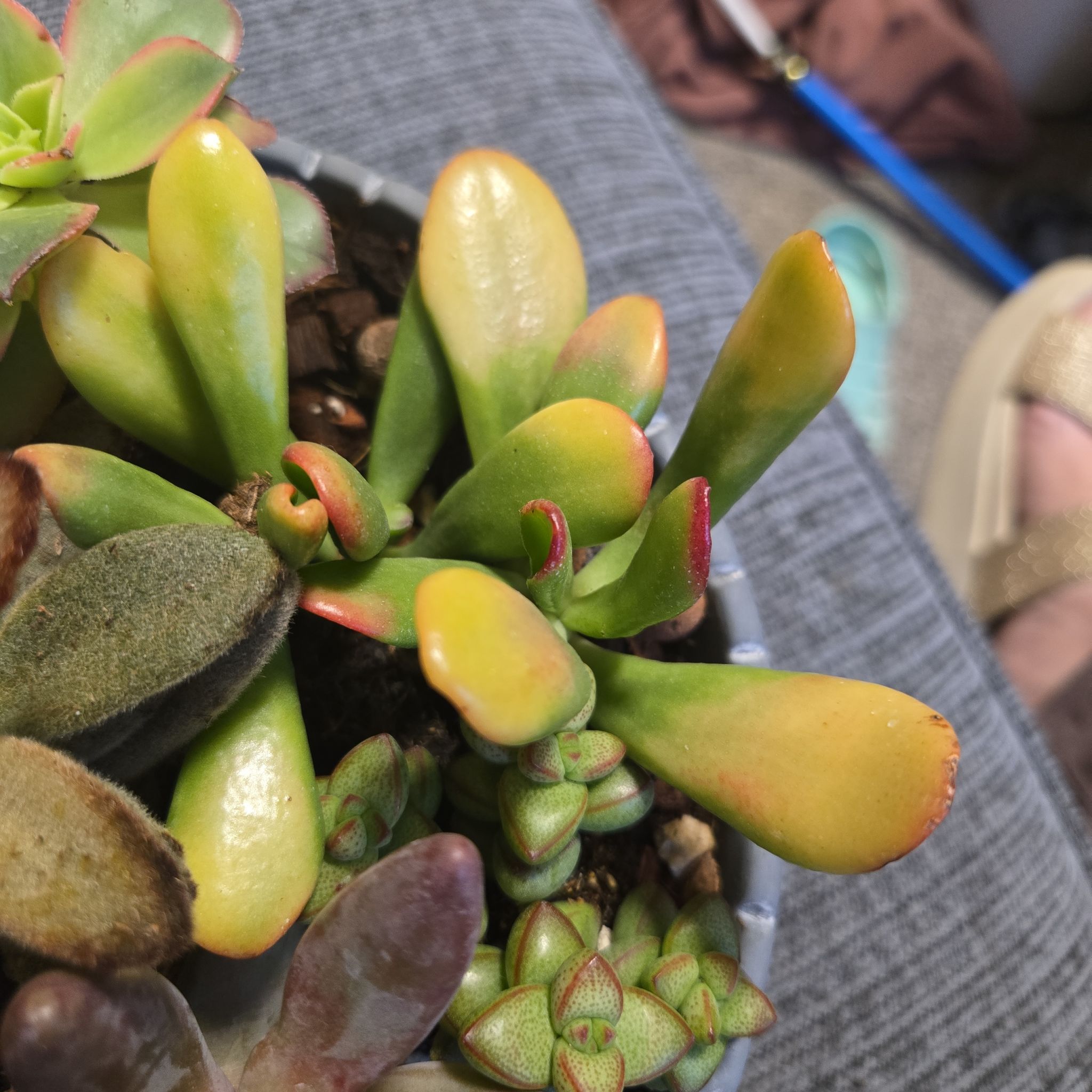 Photo of the plant species Variegated ET's Fingers by @holliwood19 named ET on Greg, the plant care app