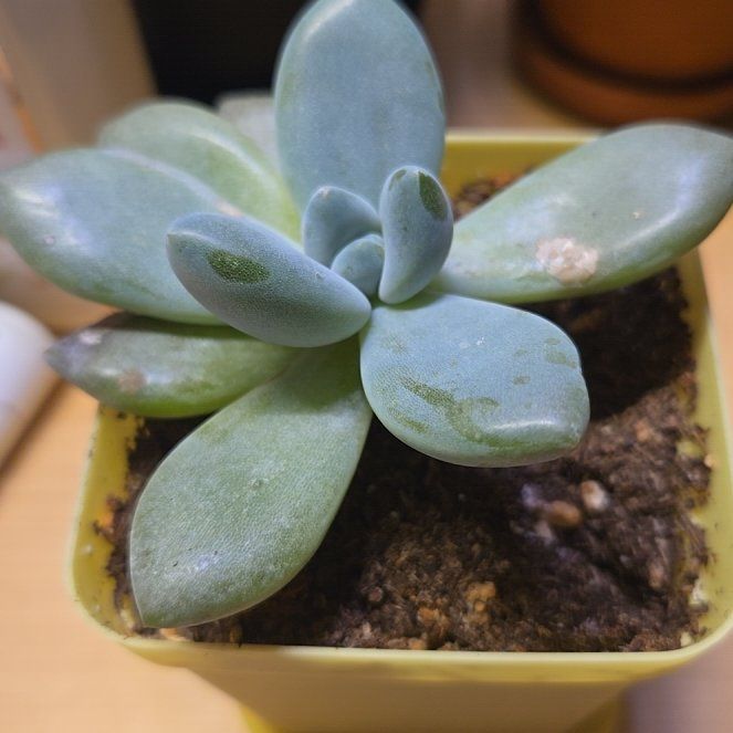 Photo of the plant species Blue Balloon Echeveria by @holliwood19 named Hemingway on Greg, the plant care app