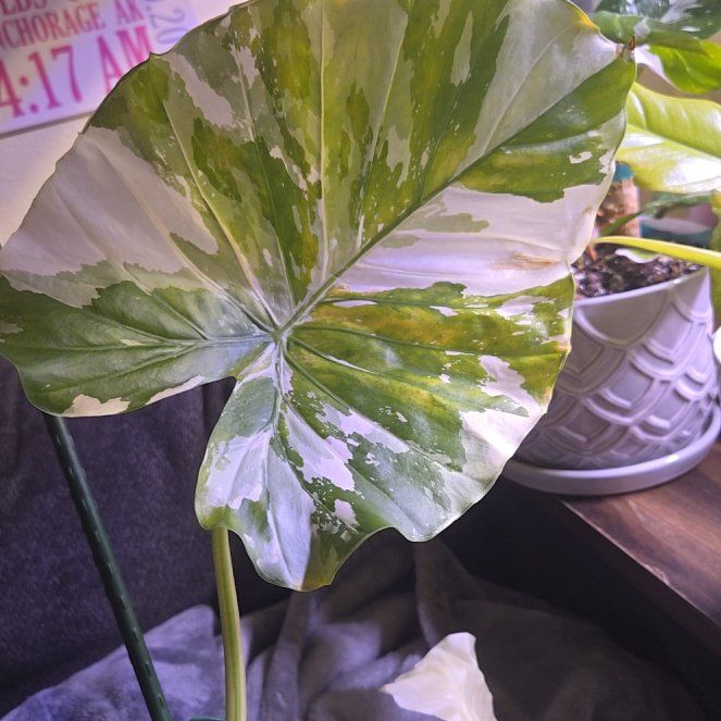 Photo of the plant species Alocasia Dawn Variegated by @holliwood19 named Dawn on Greg, the plant care app