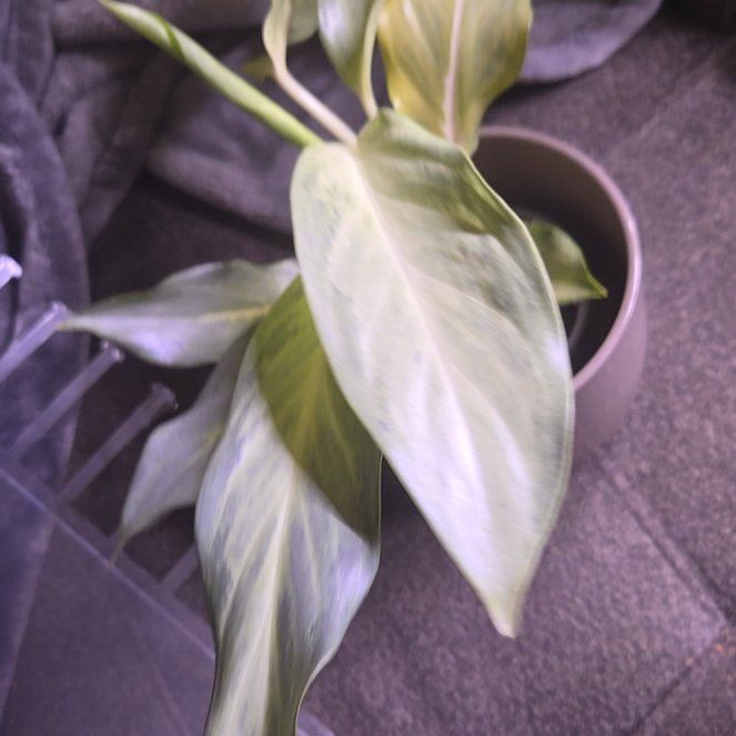 Photo of the plant species Chinese Evergreen 'Ghost' by @holliwood19 named Casper on Greg, the plant care app