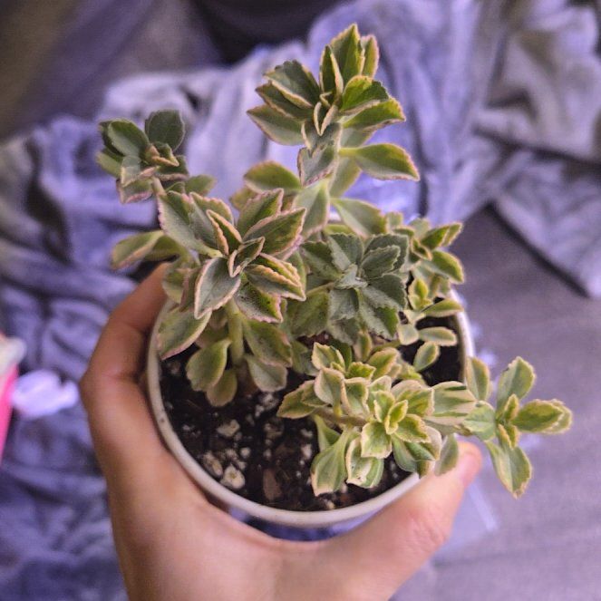 Photo of the plant species Spur Flower Mike's Fuzzy Wuzzy by @holliwood19 named Mikey on Greg, the plant care app