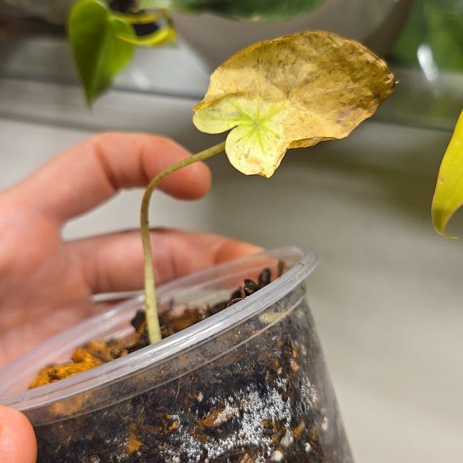 Photo of the plant species Mojito colocasia by @holliwood19 named Mojito on Greg, the plant care app
