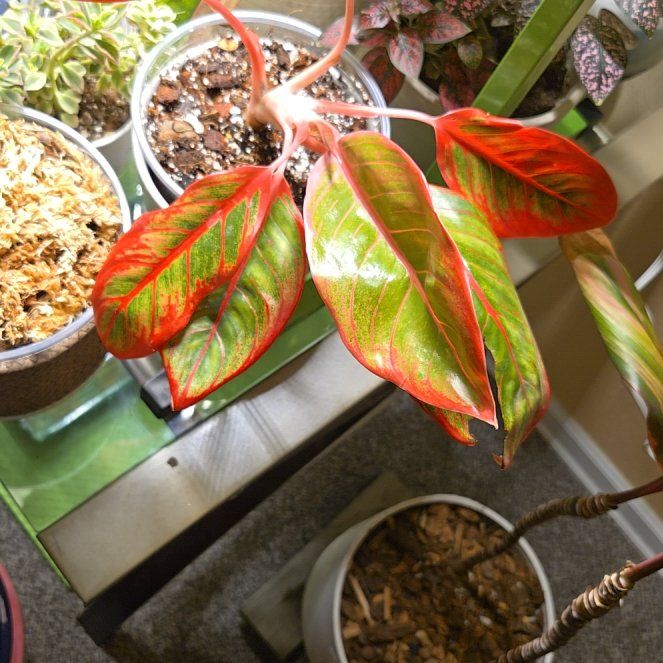 Photo of the plant species Red lipstick by @holliwood19 named Demi on Greg, the plant care app