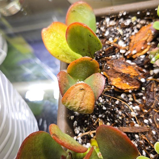 Photo of the plant species Hummels Sunset by @holliwood19 named Anne on Greg, the plant care app