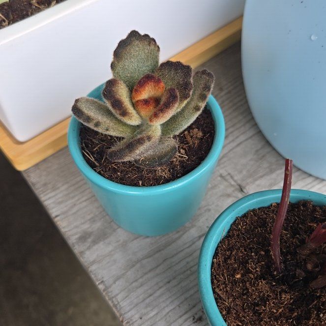 Photo of the plant species Kalanchoe 'Teddy Bear' by @holliwood19 named Teddy on Greg, the plant care app