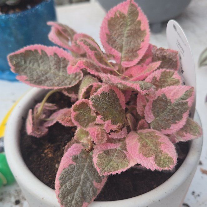 Photo of the plant species Episcia 'Pink Dreams' by @holliwood19 named Lollipop on Greg, the plant care app