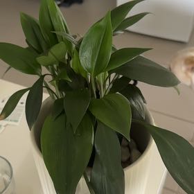 Photo of the plant species Green Supreme by @UpbeatShadscale named Burny the Baddie on Greg, the plant care app