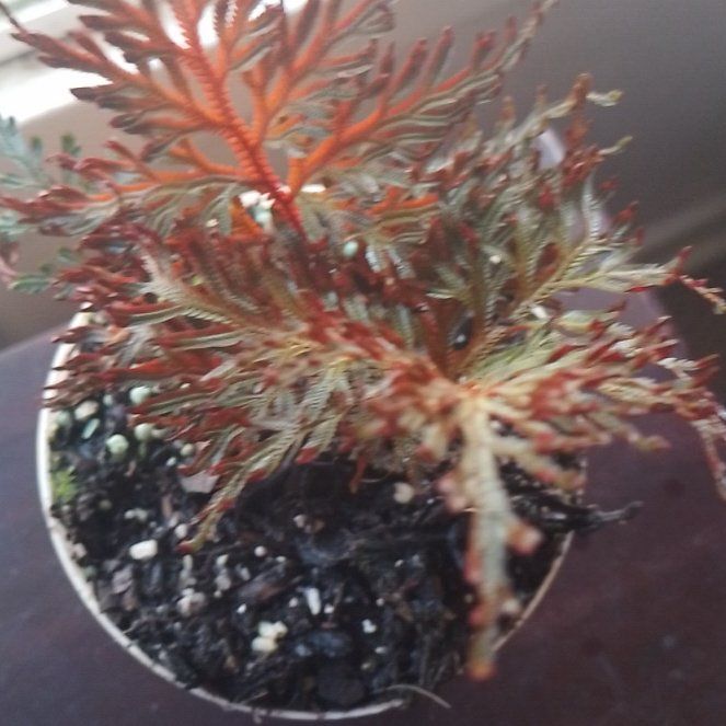 Photo of the plant species Ruby Red Club Moss by @LimberMint85 named Maya on Greg, the plant care app
