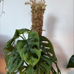Window Leaf plant