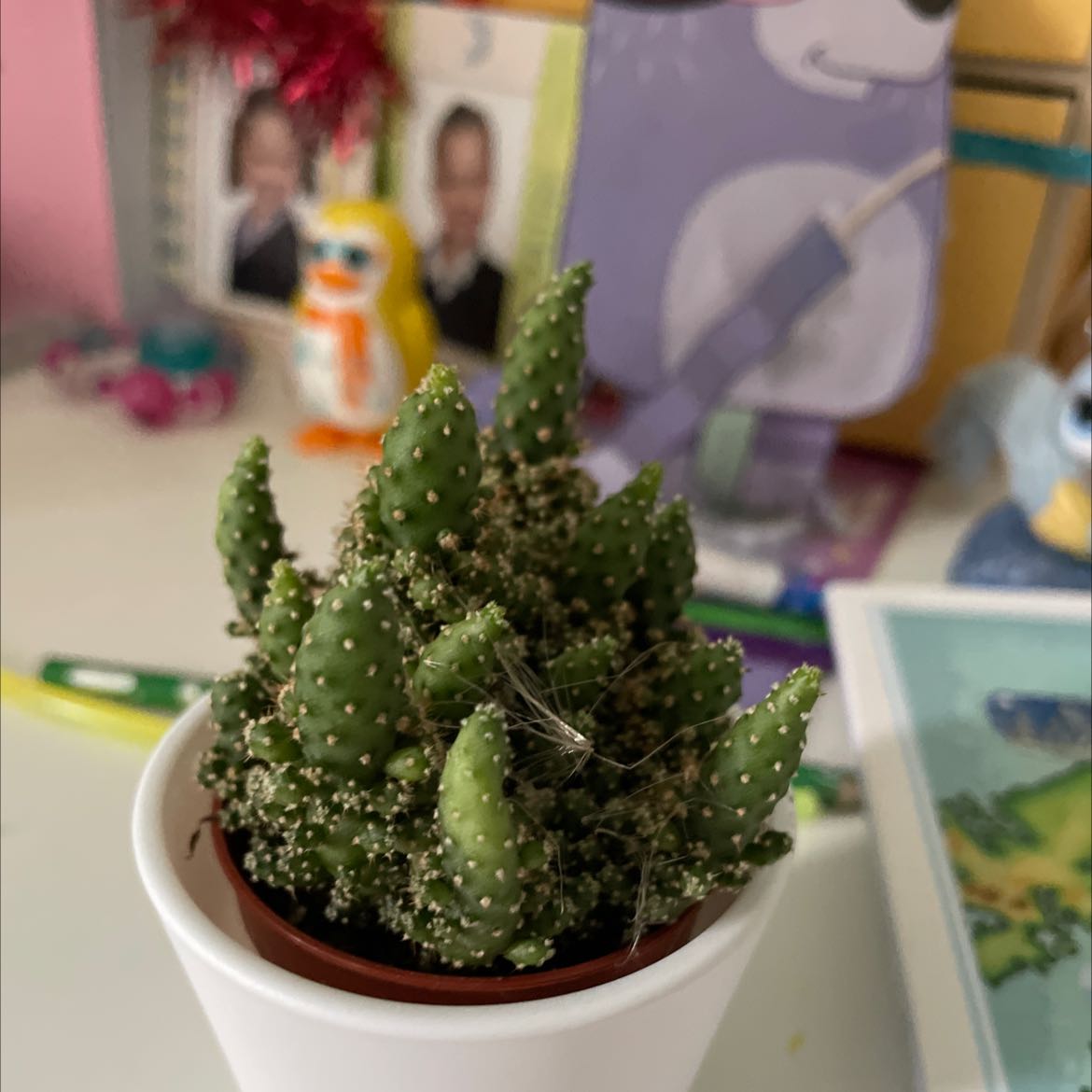 Brittle Prickly Pear cactus in a small pot, well-framed and healthy.