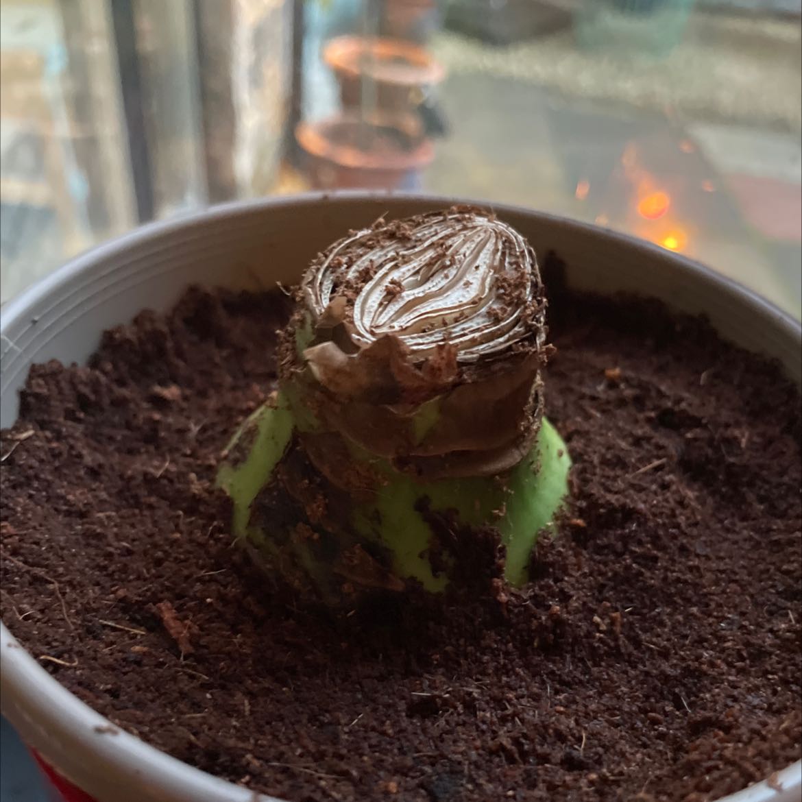 Potted plant with a bulb-like structure emerging from the soil, no visible leaves or flowers.
