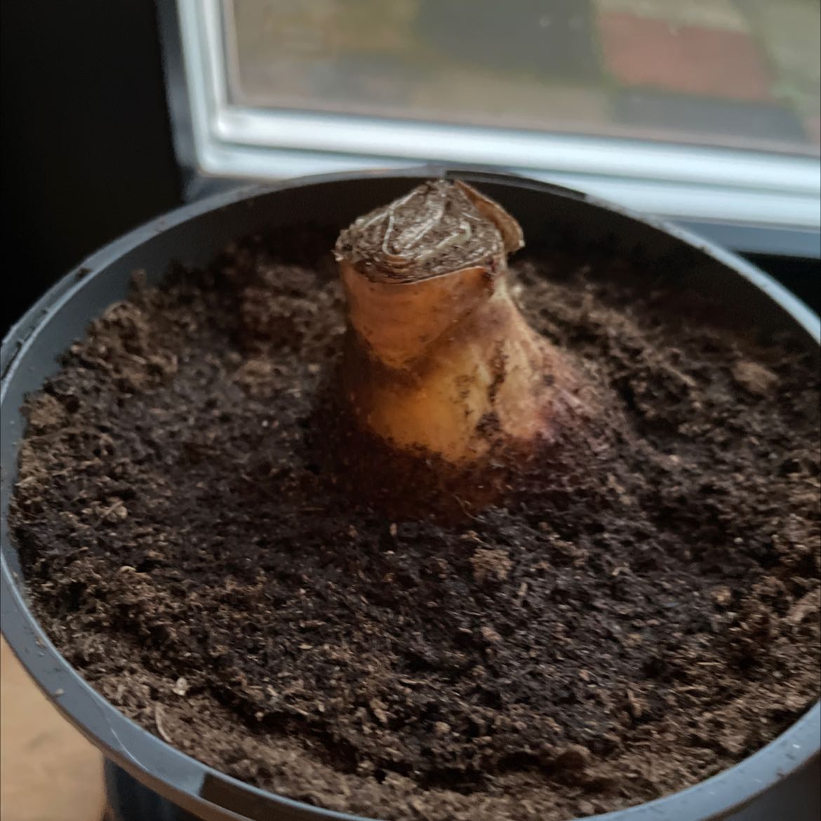 Potted plant bulb emerging from soil, no visible leaves or flowers.