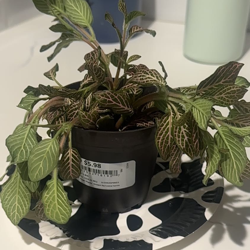 Photo of the plant species Pink Angel Fittonia by @GivingPalqui named Petunia on Greg, the plant care app