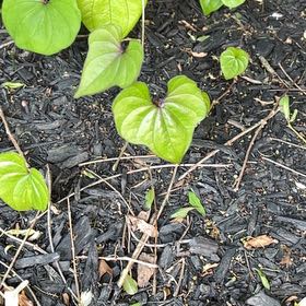 Photo of the plant species Chinese Yam by @OrganicWorm named Emerson on Greg, the plant care app