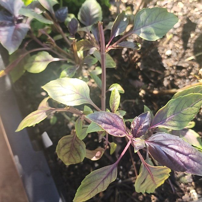 Photo of the plant species Red basil by @SaluteTormentil named Baesil on Greg, the plant care app