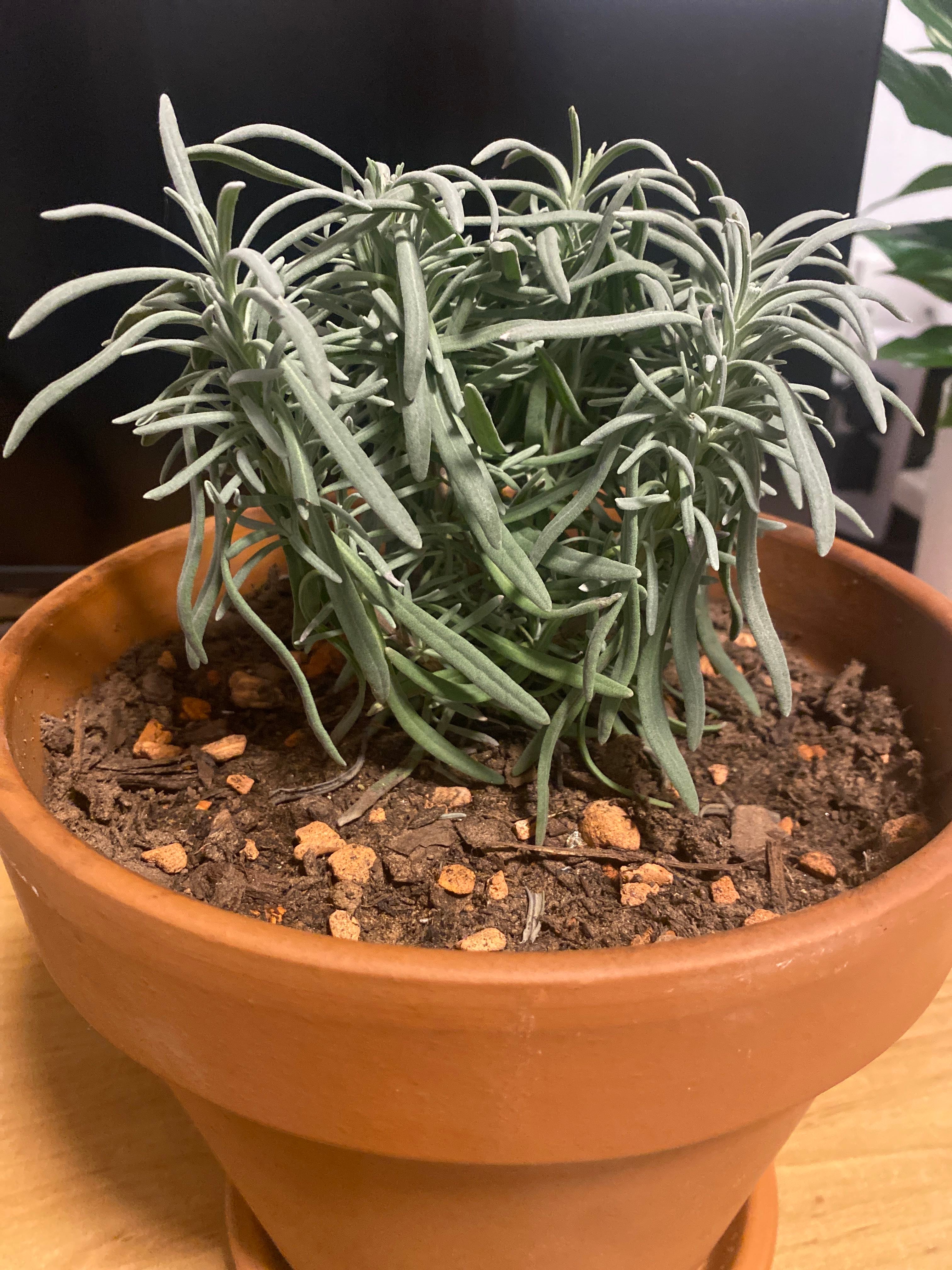 🌸 Anouk Lavender Fertilizer How and When to Use It